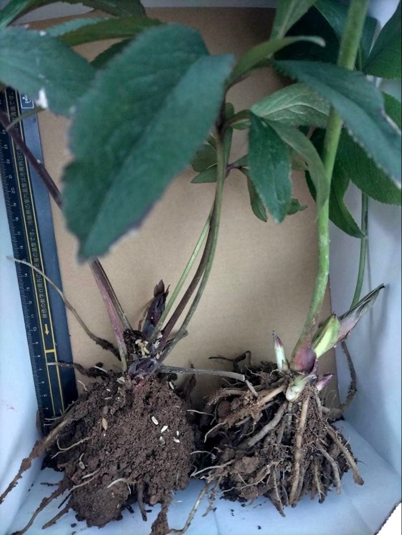 【ぽんぽ】クリスマスローズ苗　訳ありおまとめセット　ゆうゆうメルカリ便