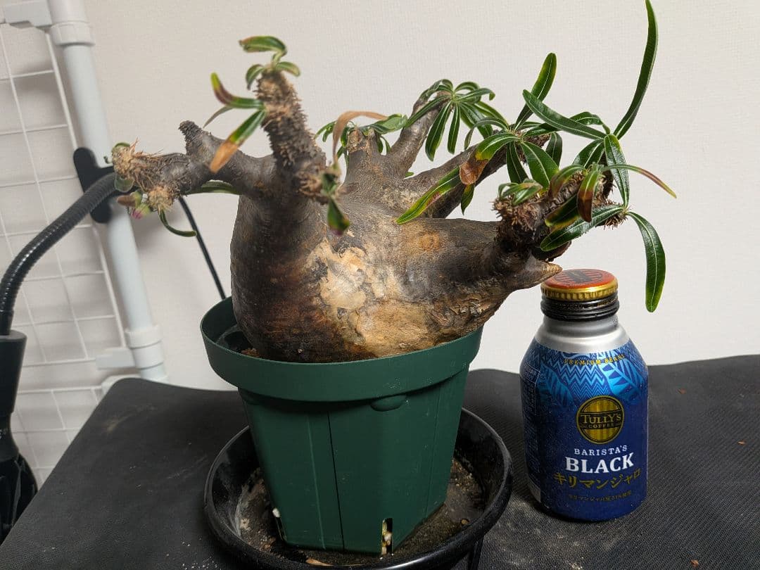 大型　パキポディウム　グラキリス