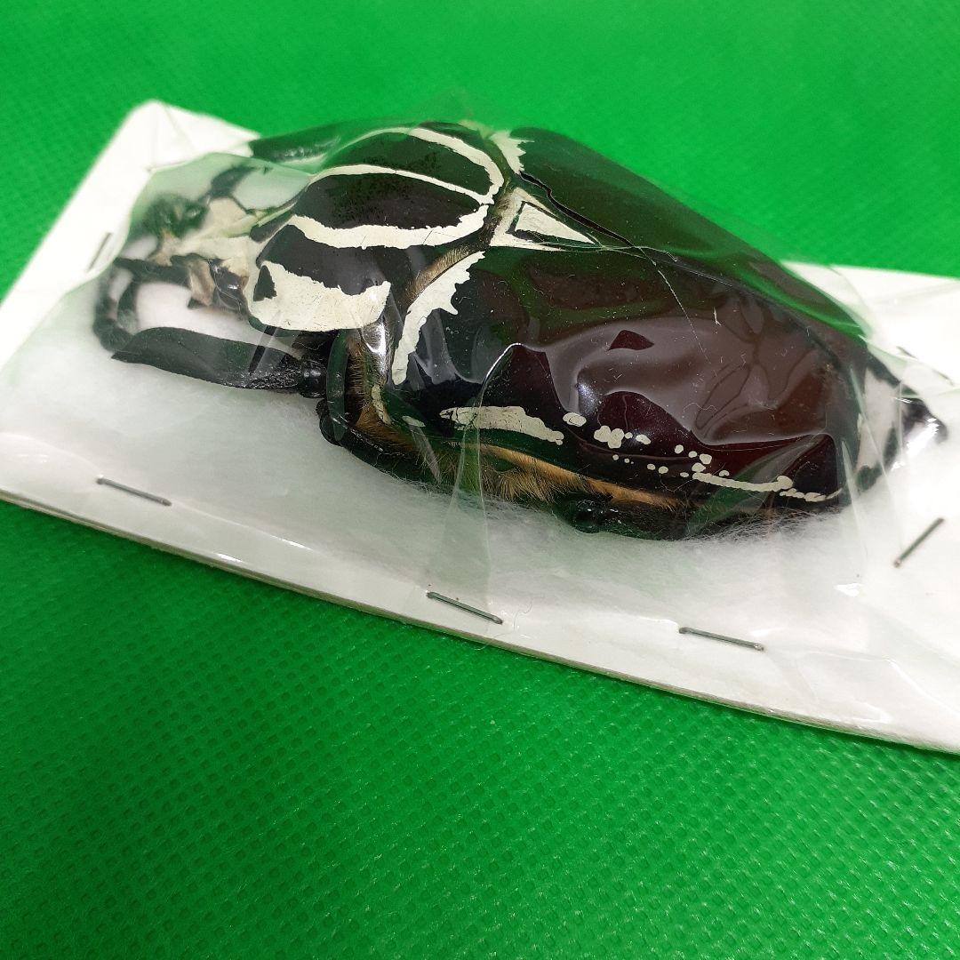 標本 Goliathus goliatus apicalis 75mm CONGO