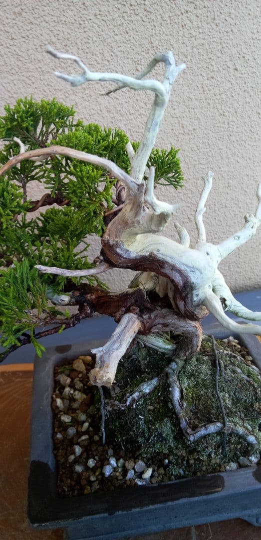 小品盆栽糸魚川真拍