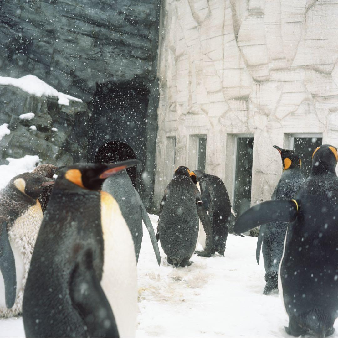 M*t様 Minolta AUTOCORD 二眼レフ 作例あり ロッコール75m