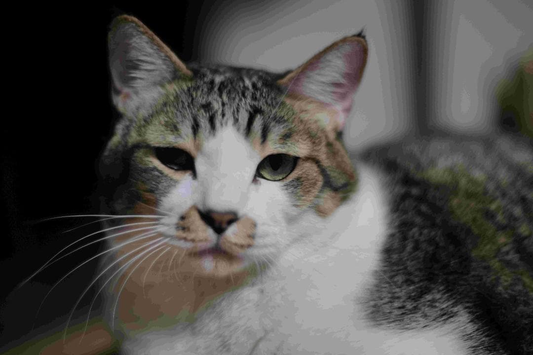 Carl Zeiss Jena Biotar 75mm f1.5 OH済