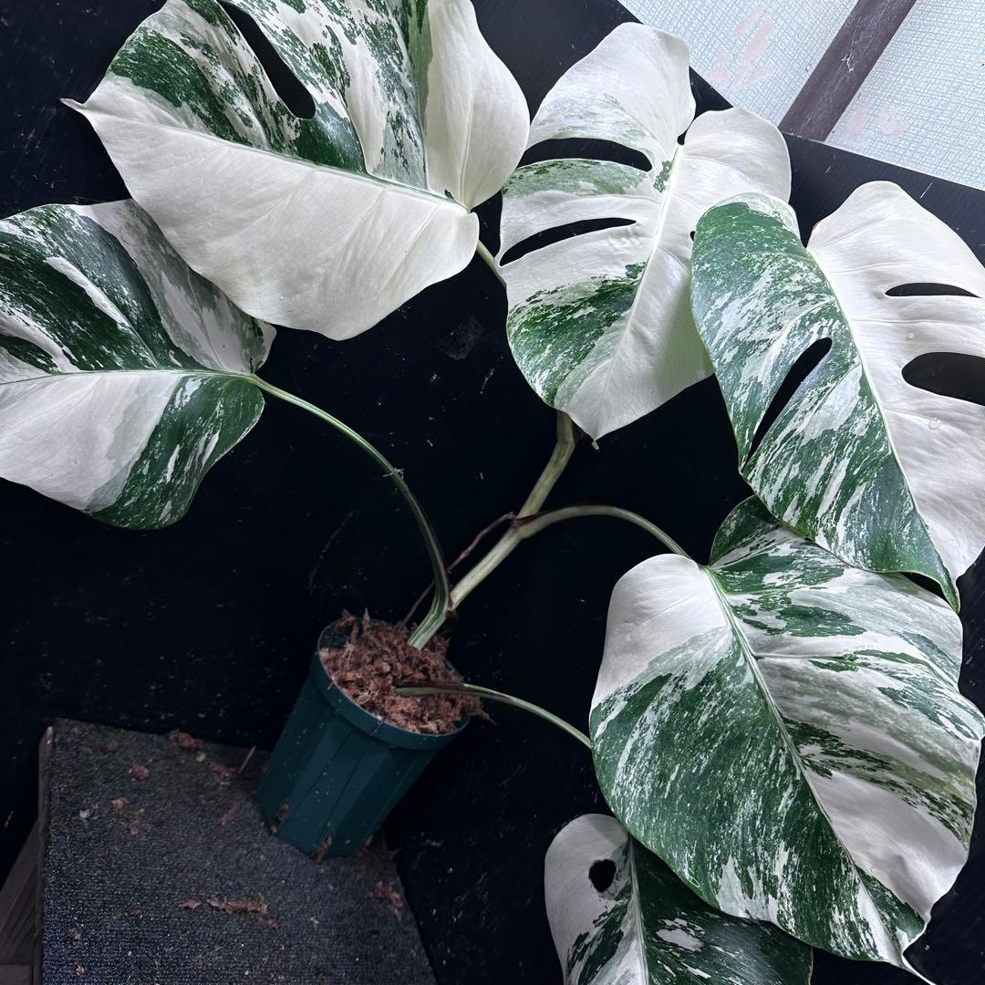 r*i様 斑入りモンステラ ホワイトタイガー極美大株65cm白斑多