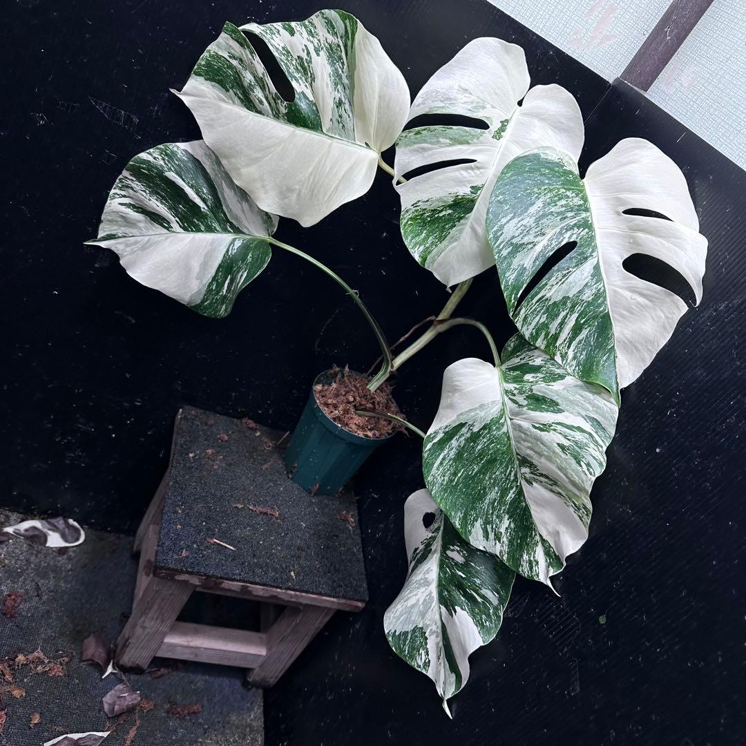 r*i様 斑入りモンステラ ホワイトタイガー極美大株65cm白斑多