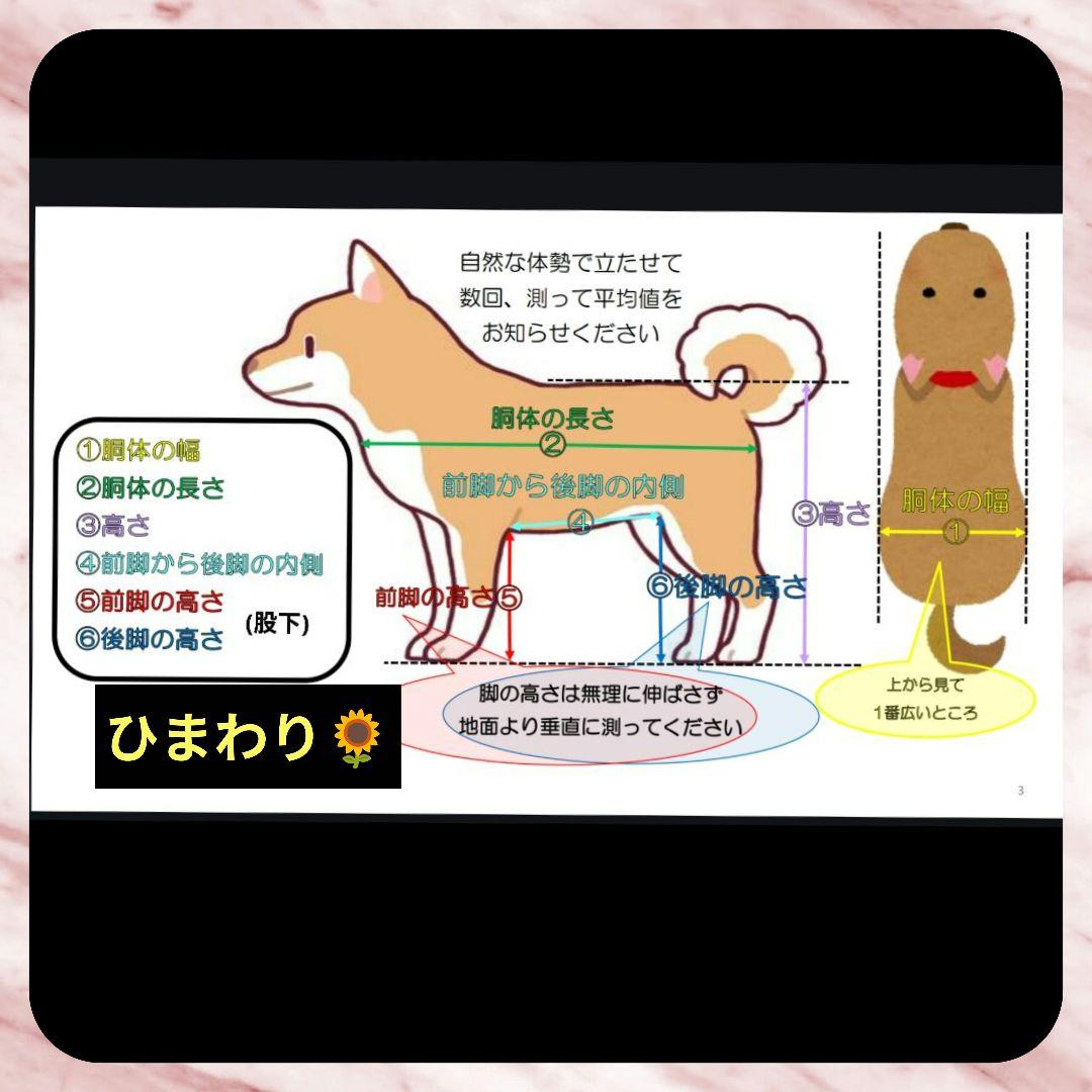 ミックス犬4輪　リハビリ　食事補助　犬用車椅子　介護　犬の歩行器