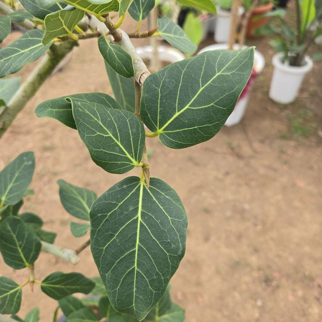 ⑭　フィカス　ベンガレンシ　曲がり仕立て「螺旋」8号　特大苗木最高等級極上品‼️