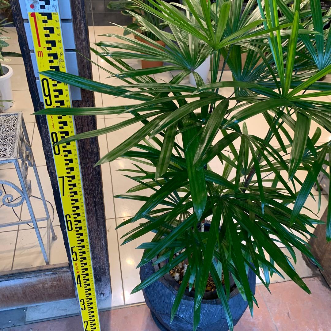 シュロチク 棕櫚竹 ファイバー鉢 お皿付き