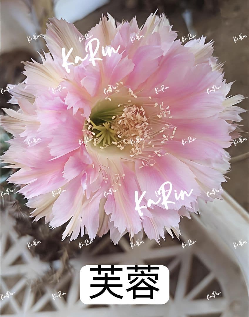 888-YU商品　花サボテン