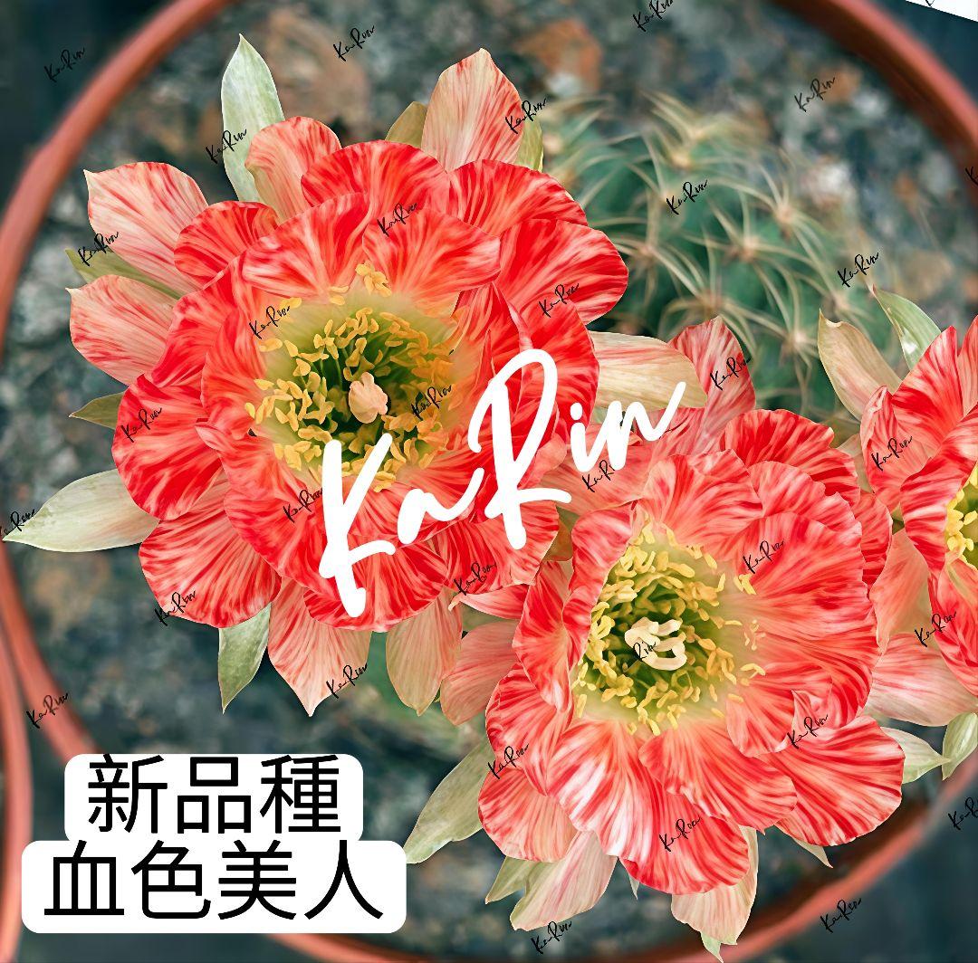 888-YU商品　花サボテン