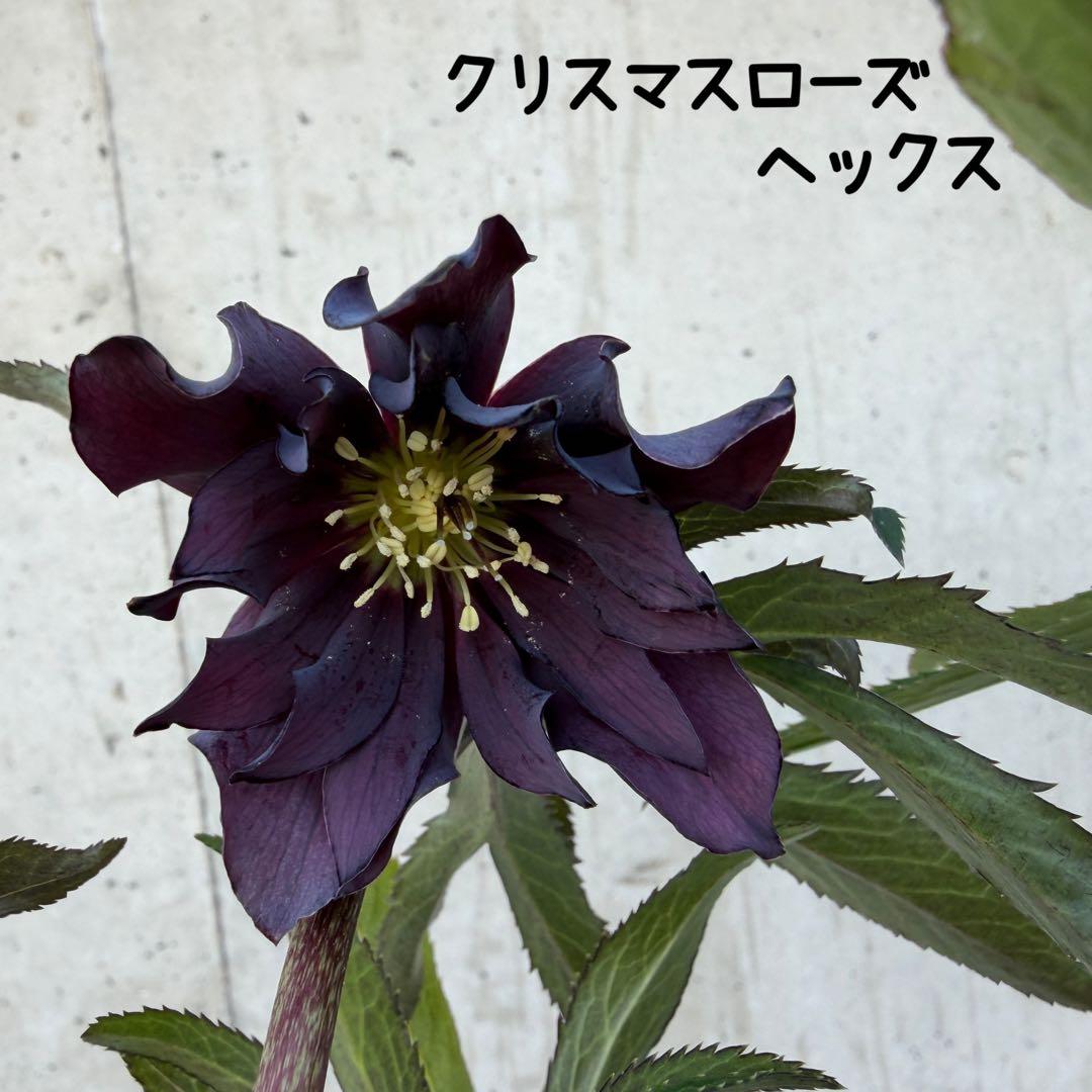 クリスマスローズ　ヘックス　ウィンターシンフォニー