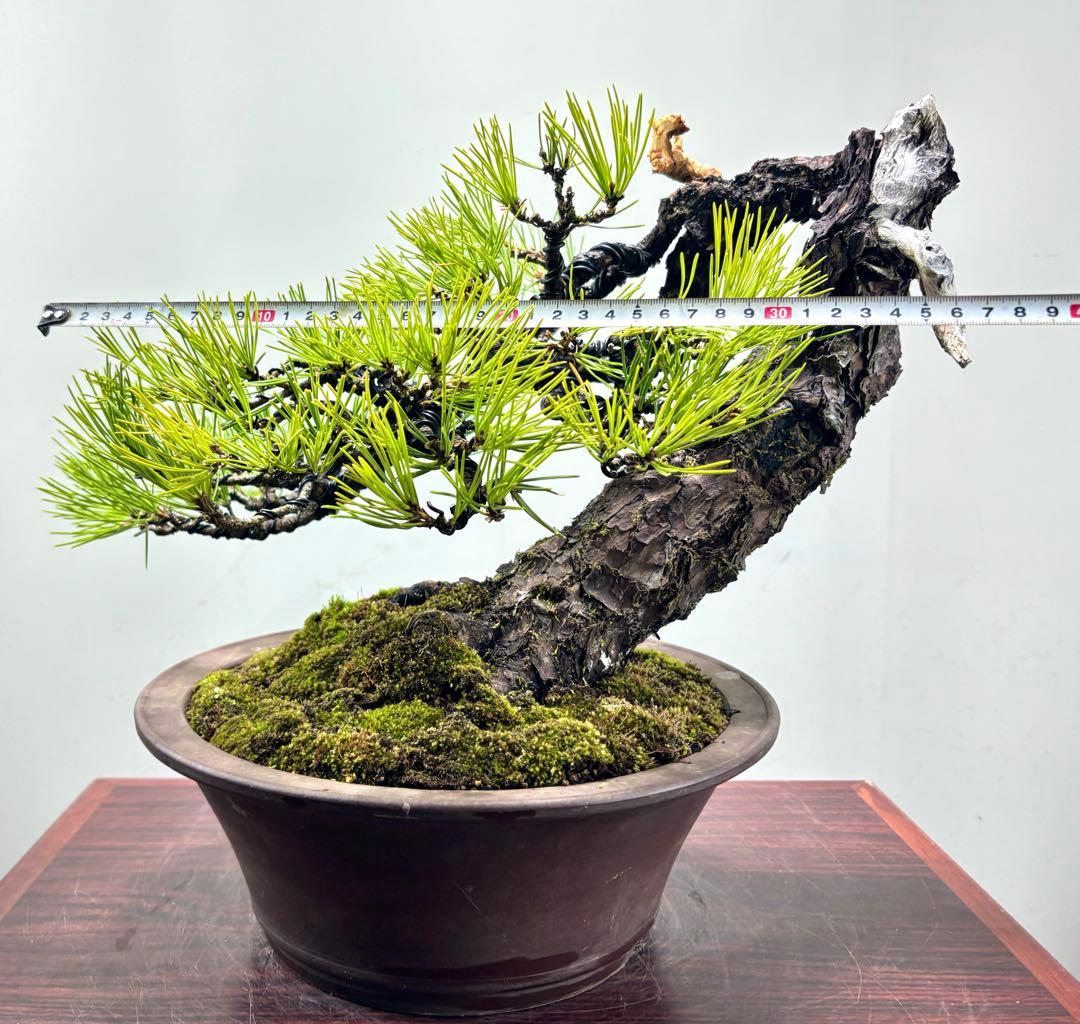 r*i様 黒松　盆栽　面白い木‼️