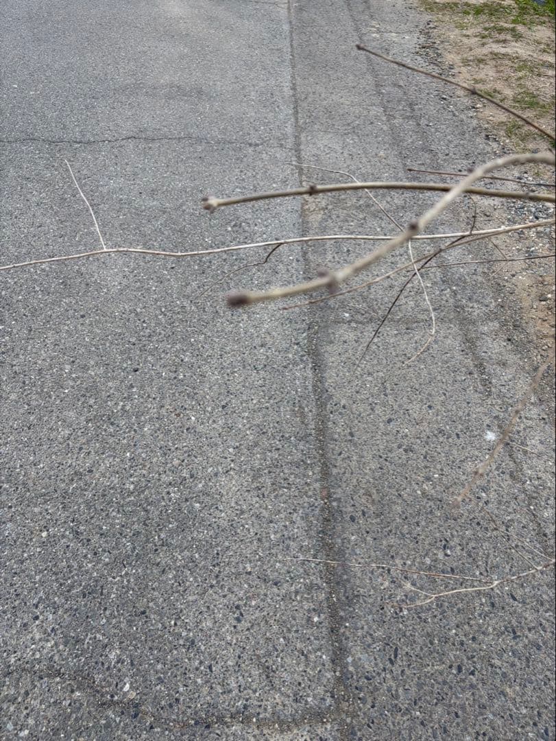 山採り アオダモ クロモジ 混合株 アオダモ4本立ち クロモジ2本立ち