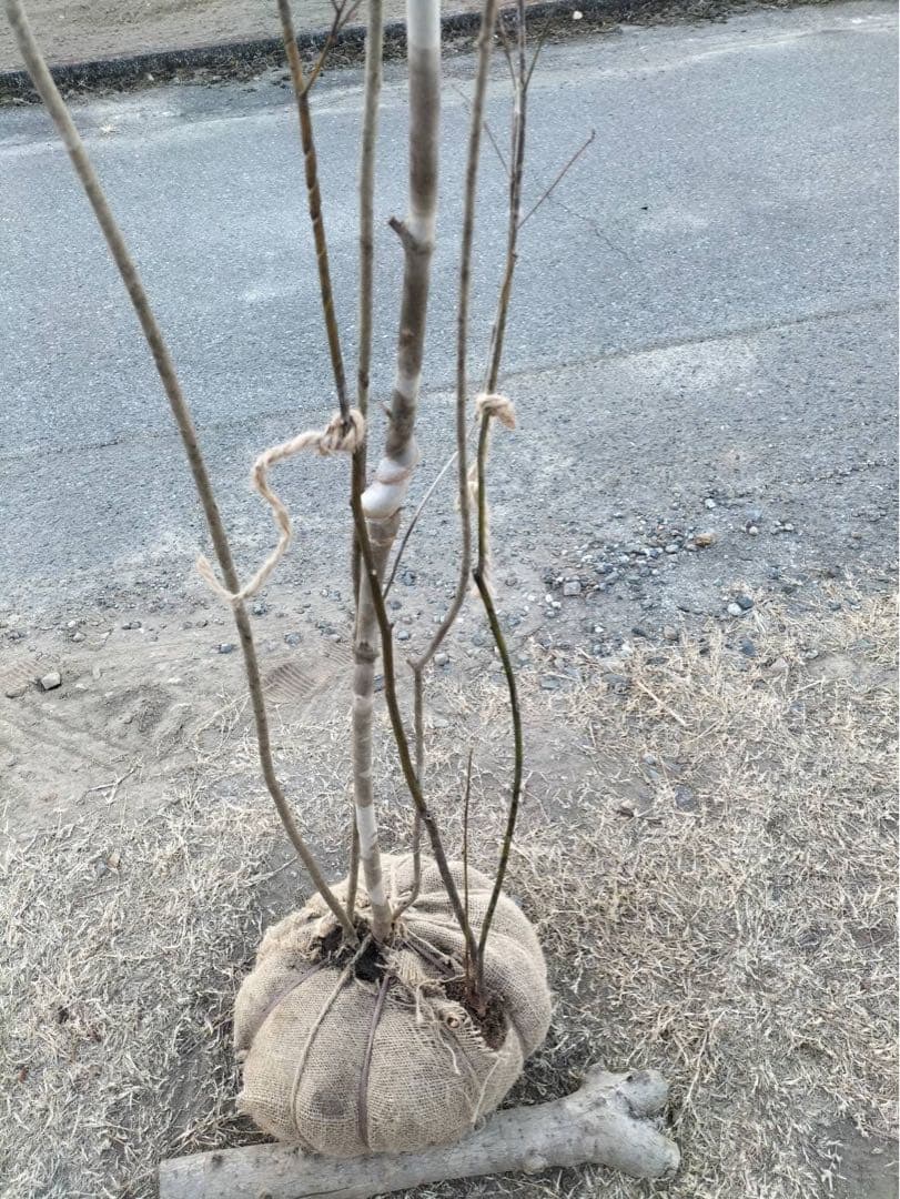 山採り アオダモ クロモジ 混合株 アオダモ4本立ち クロモジ2本立ち