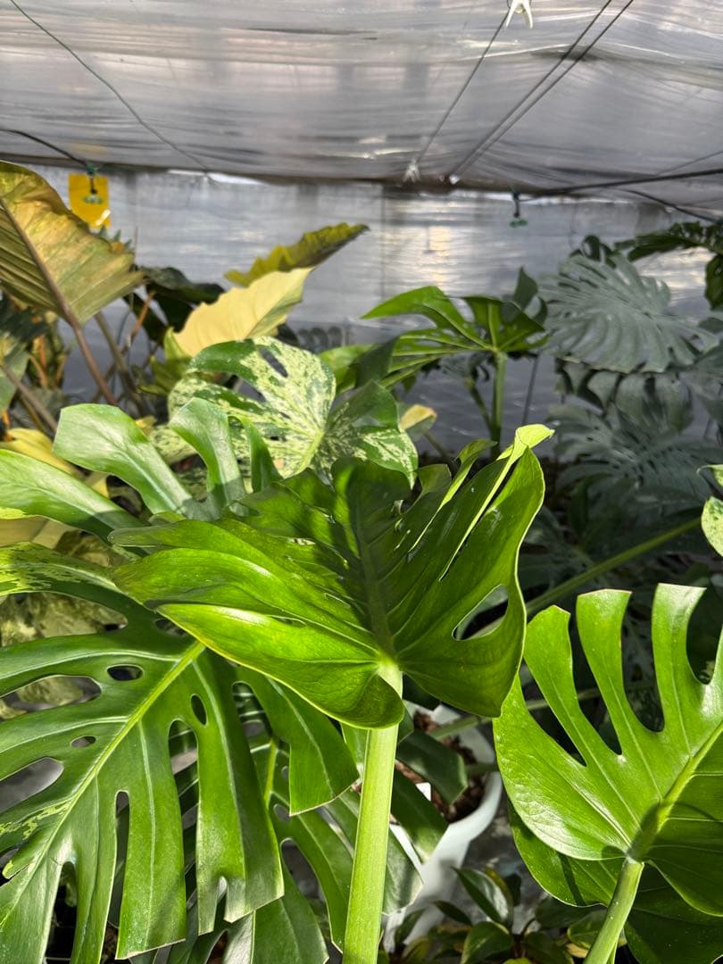 モンステラ　デリシオーサ　インテリア用実生何となく丸葉　180梱包サイズ送料無料