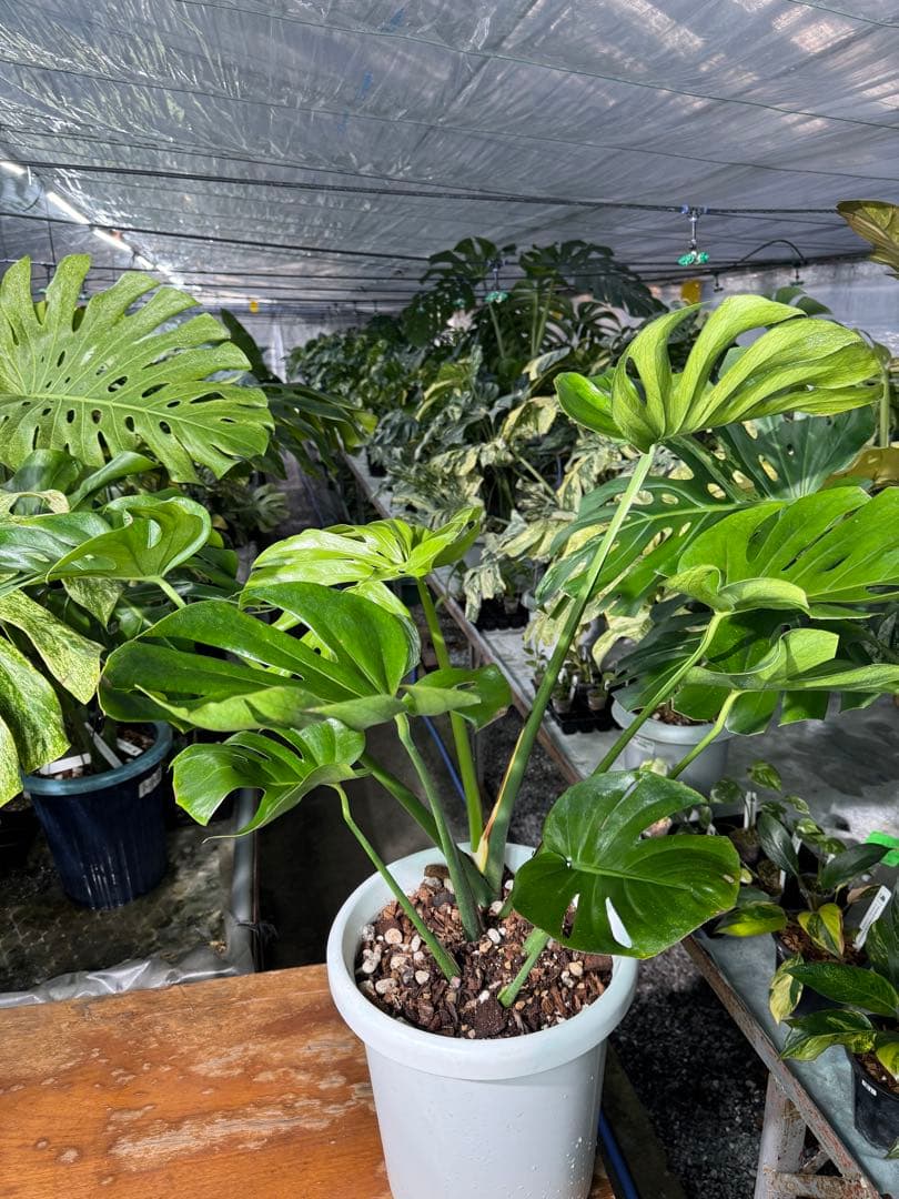 モンステラ　デリシオーサ　インテリア用実生何となく丸葉　180梱包サイズ送料無料