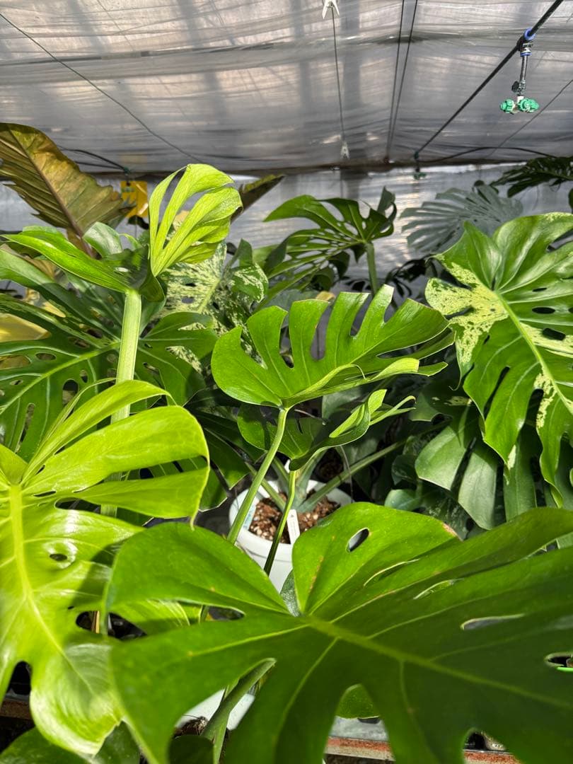 モンステラ　デリシオーサ　インテリア用実生何となく丸葉　180梱包サイズ送料無料