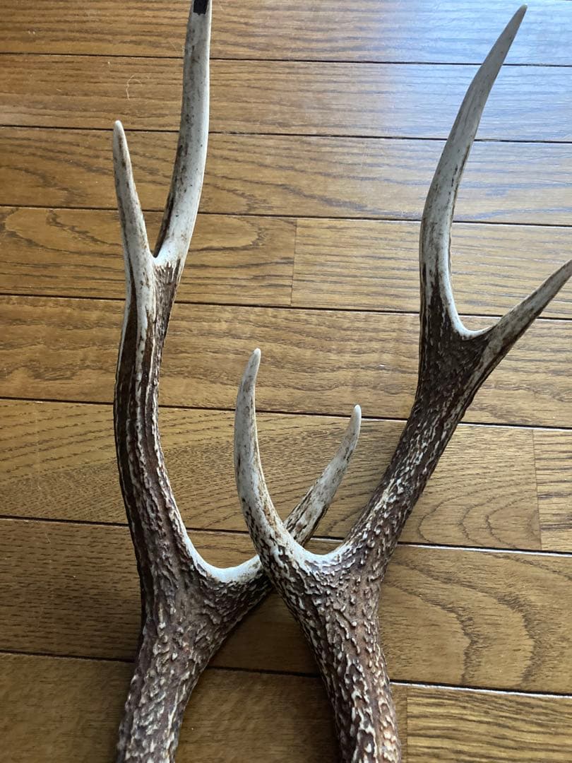 鹿の角　ハンドメイド素材　鹿のインテリア　鹿角特大サイズ　薬剤不使用