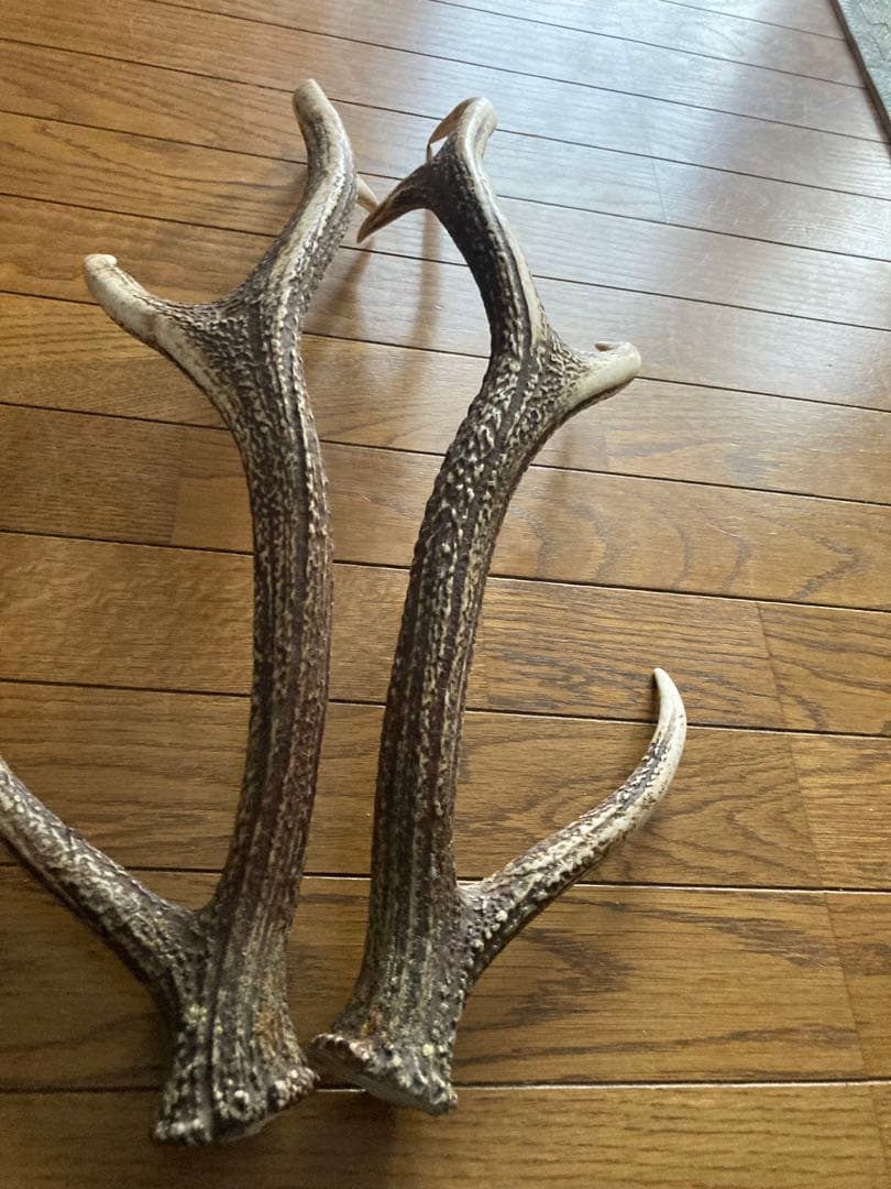 鹿の角　ハンドメイド素材　鹿のインテリア　鹿角特大サイズ　薬剤不使用