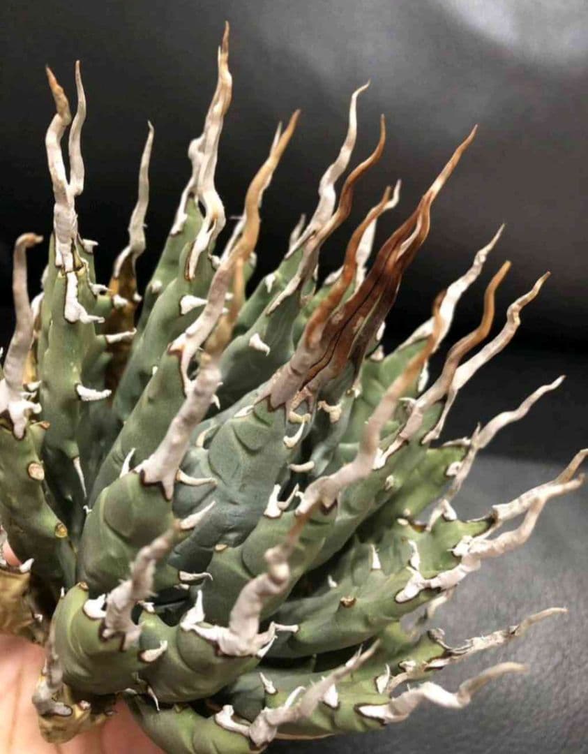 アガベ ユタエンシス エボリスピナ 陽炎 池田佐一郎 陶器鉢