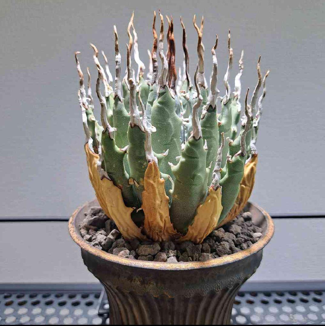 アガベ ユタエンシス エボリスピナ 陽炎 池田佐一郎 陶器鉢