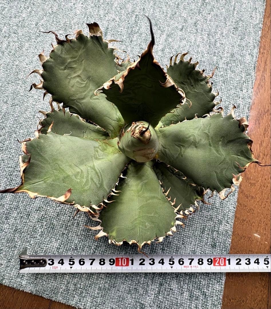 アガベチタノタフィリグリー　大株　ベアルート