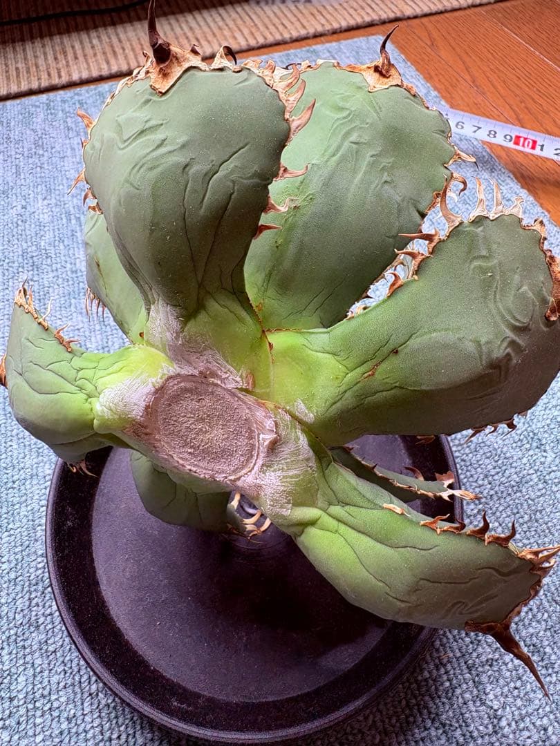 アガベチタノタフィリグリー　大株　ベアルート