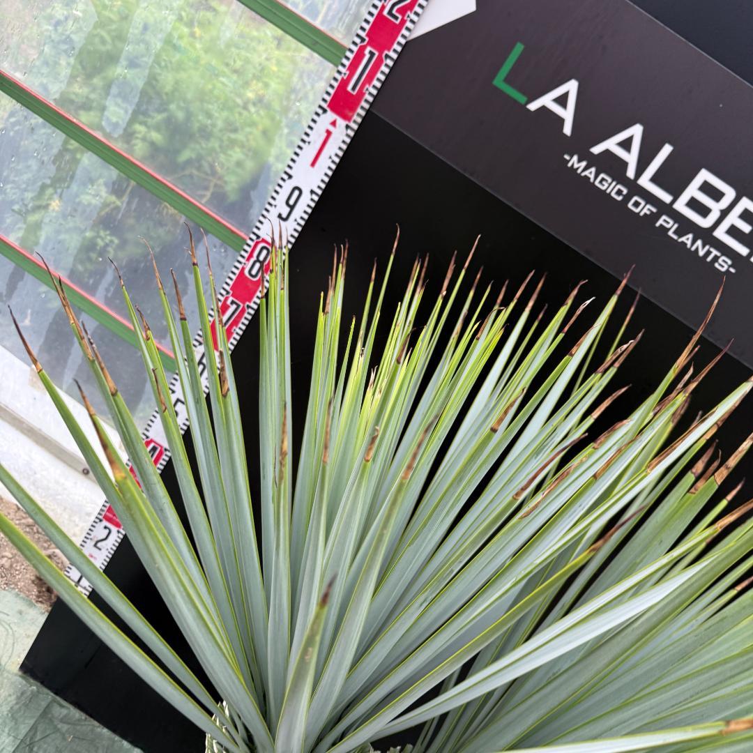 【AL-F1074】ユッカ　LA ALBERO　Ver.リギダ　頂上分頭　極上