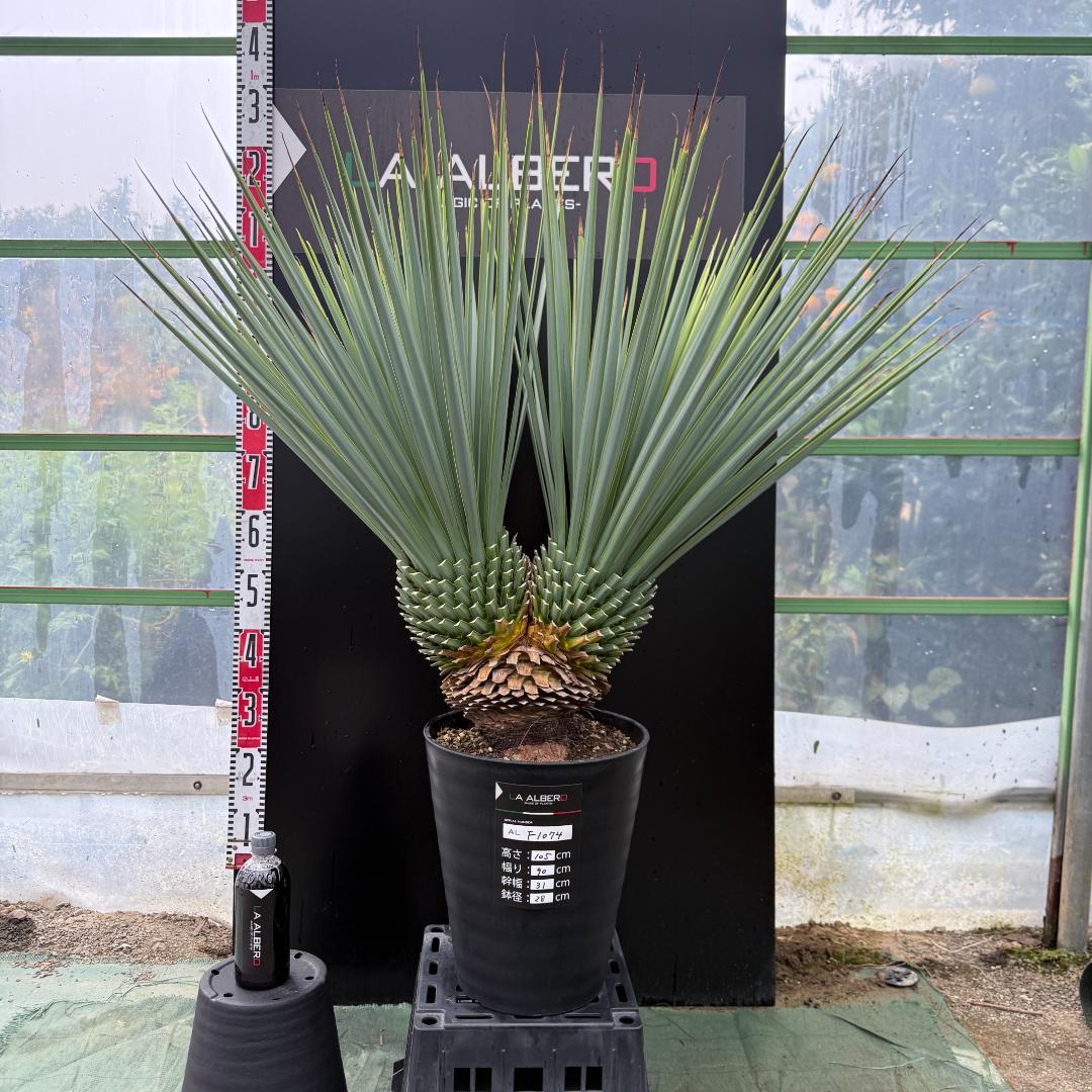 【AL-F1074】ユッカ　LA ALBERO　Ver.リギダ　頂上分頭　極上