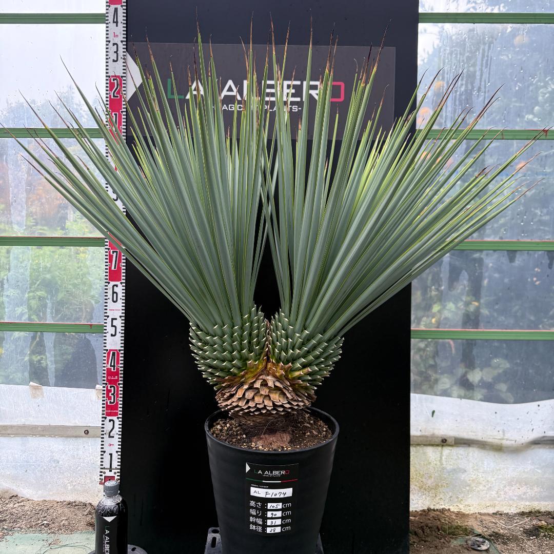 【AL-F1074】ユッカ　LA ALBERO　Ver.リギダ　頂上分頭　極上