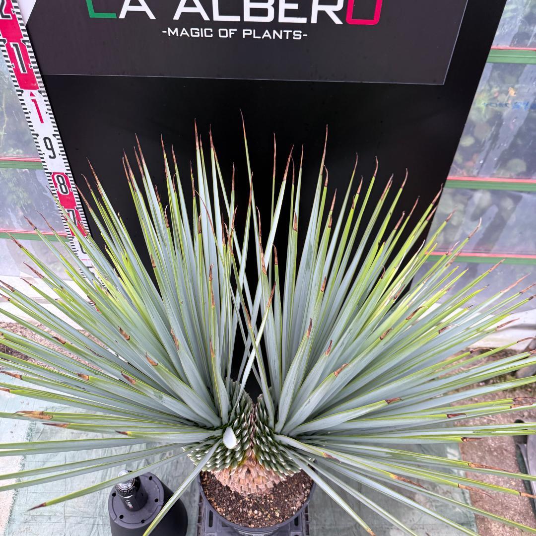 【AL-F1074】ユッカ　LA ALBERO　Ver.リギダ　頂上分頭　極上