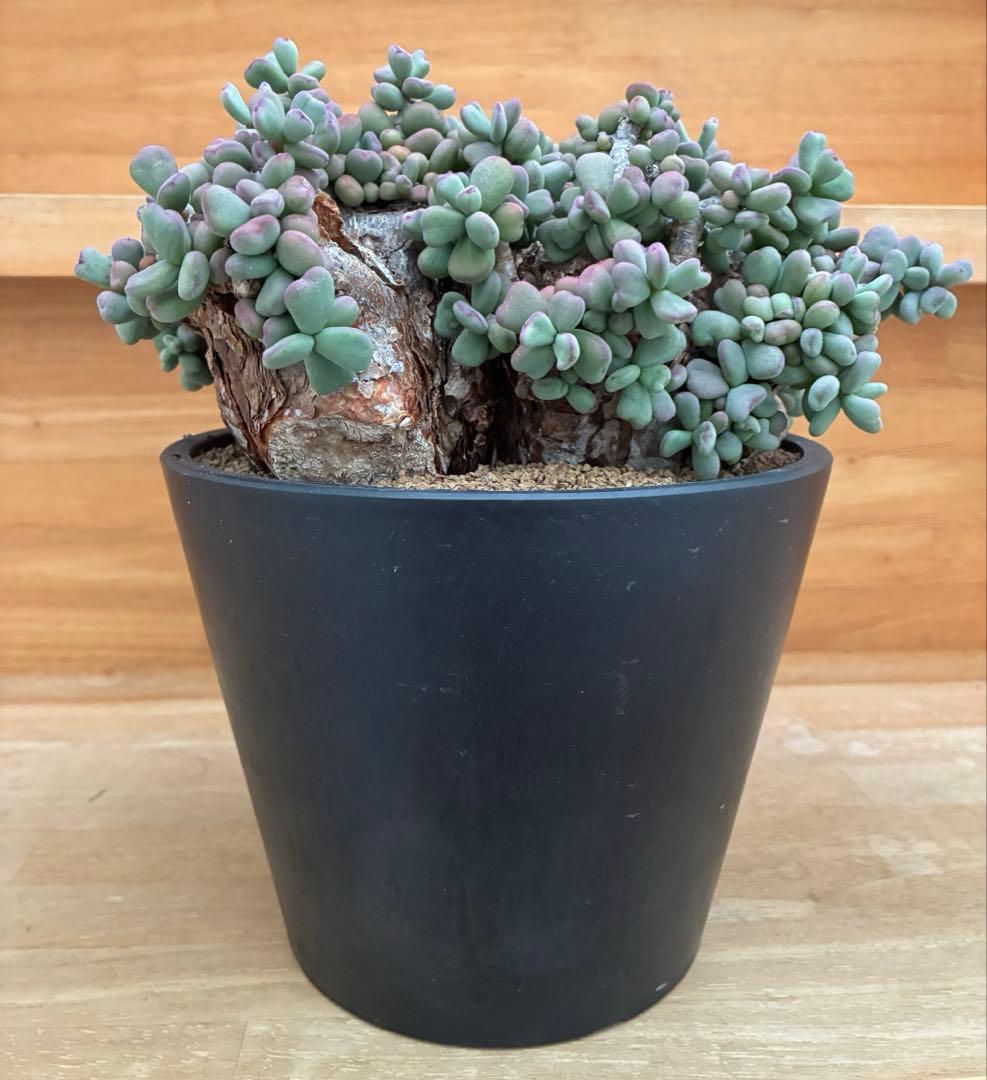 ケラリアピグマエア　大株