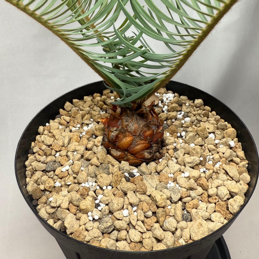 ブルーソテツ　サイカス　カイルンシアナ　① メルカリ便