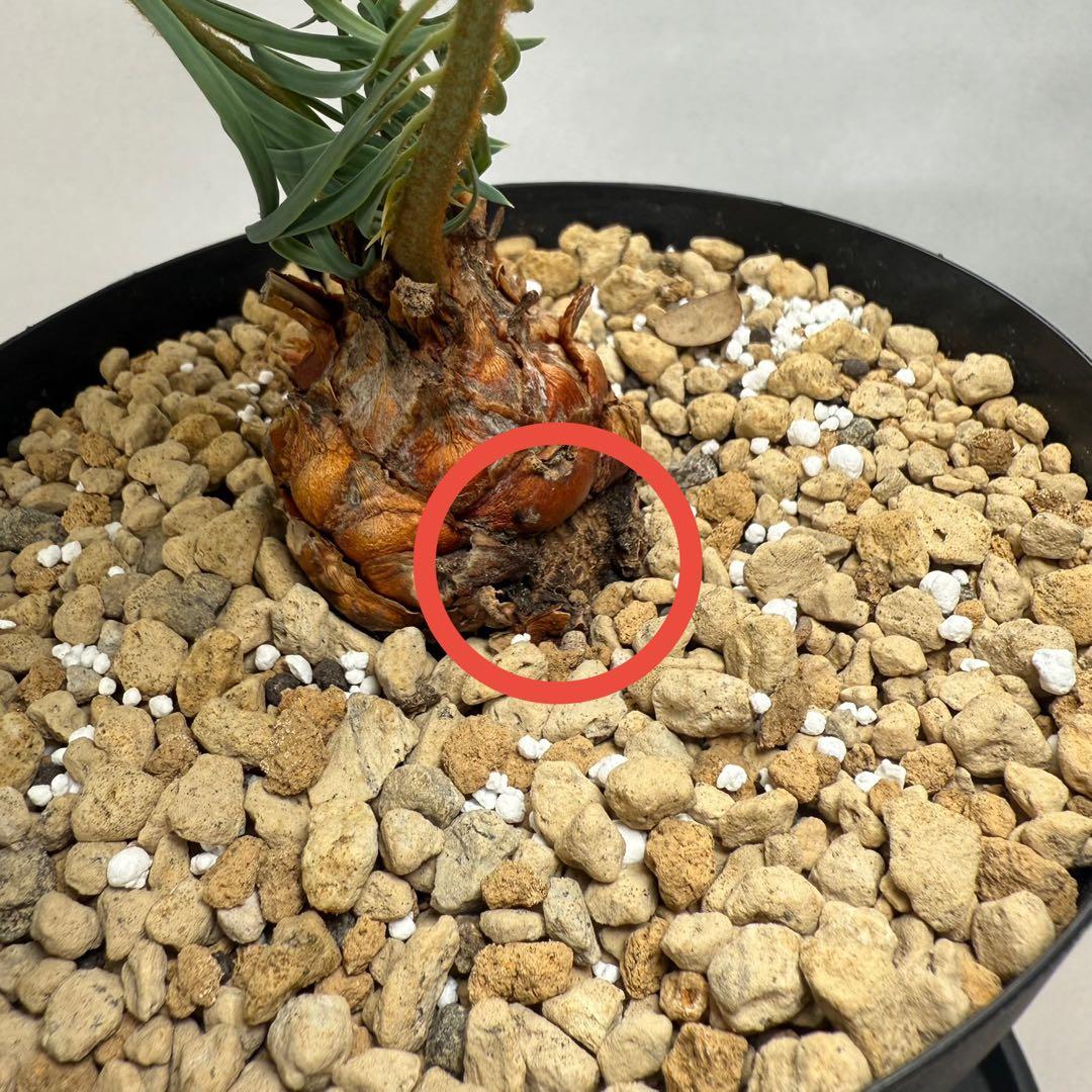 ブルーソテツ　サイカス　カイルンシアナ　① メルカリ便