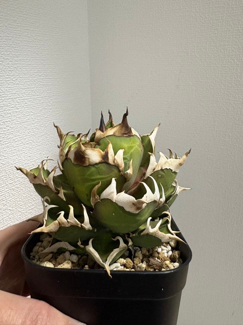 アガベ・チタノタ・赤猫（レッドキャット ウィーズル）