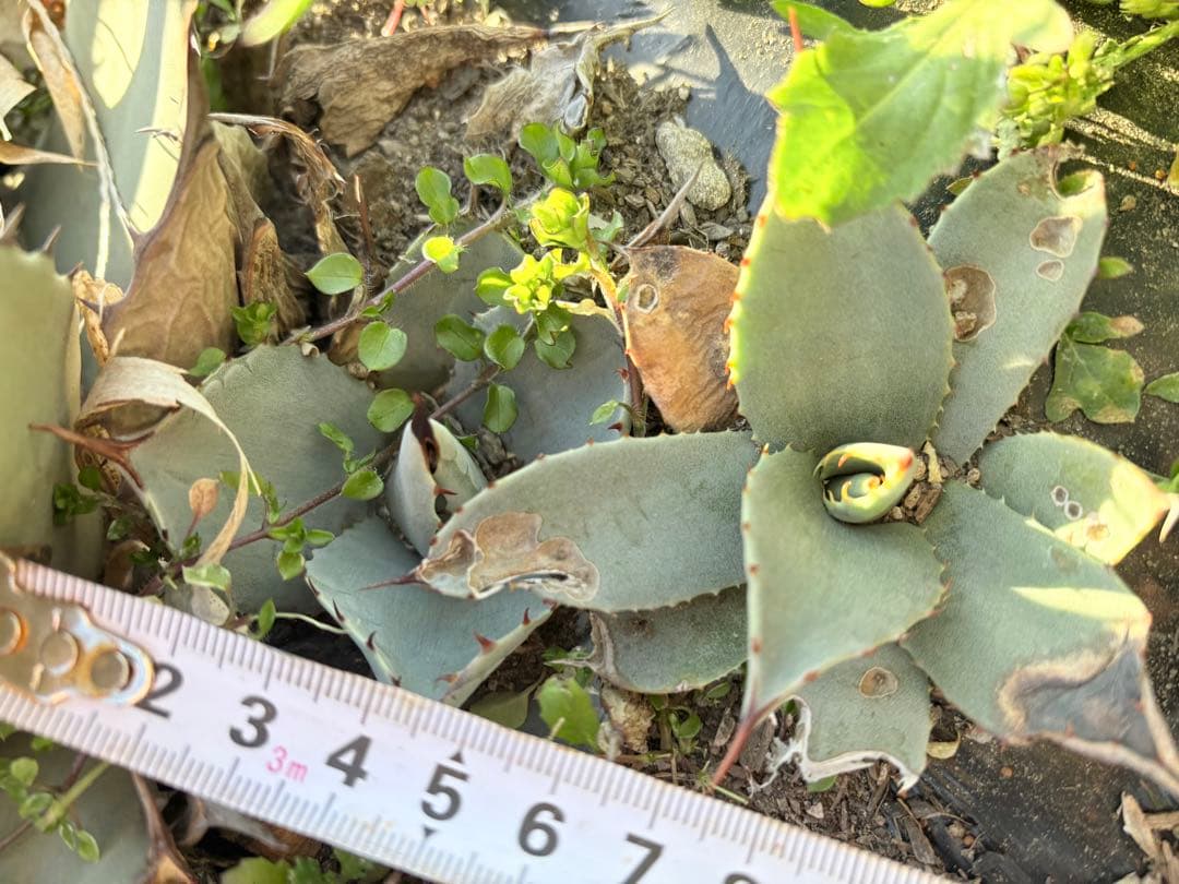 アガベ　吉祥天　3子株付き　①