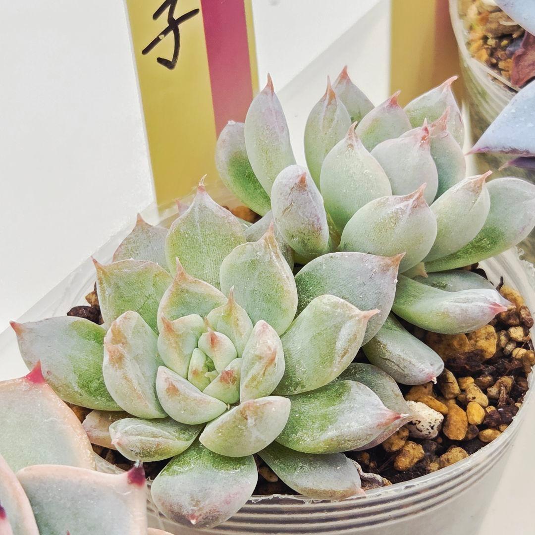 ★*★様 ㉖大きめ苗青鬼❣️ちょこん❣️そわそわ❣️おらいさん発根済 6苗メルカ