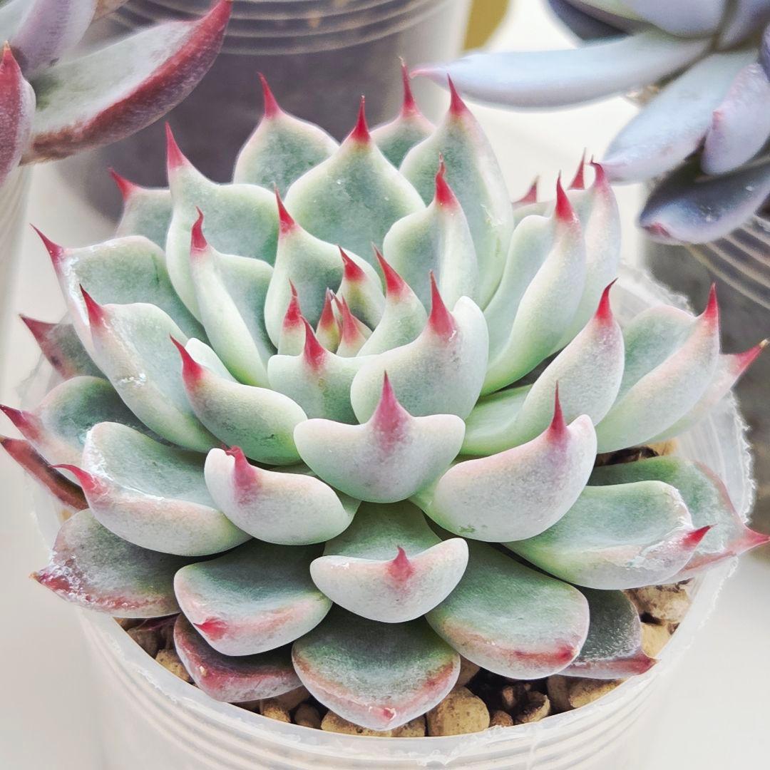 ★*★様 ㉖大きめ苗青鬼❣️ちょこん❣️そわそわ❣️おらいさん発根済 6苗メルカ