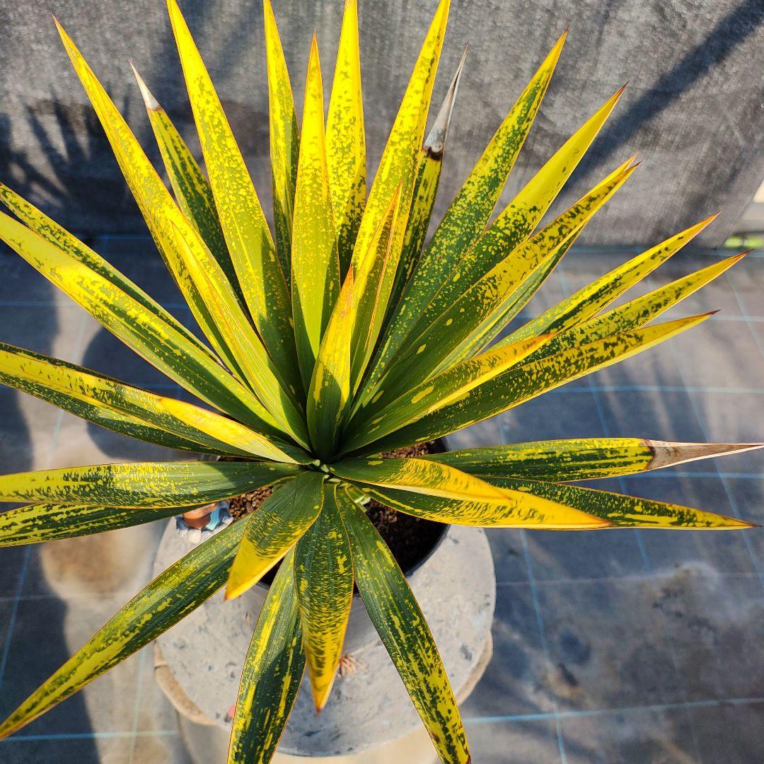 ユッカ　グロリオサ　散り斑