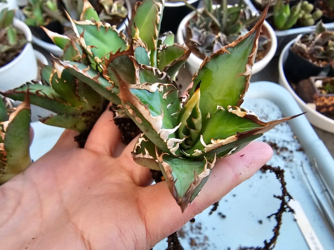 ゴリ猫、地獄猫5苗セット 根付き苗 台湾産正規品 アガベ ブツブツ 裏トゲ多め