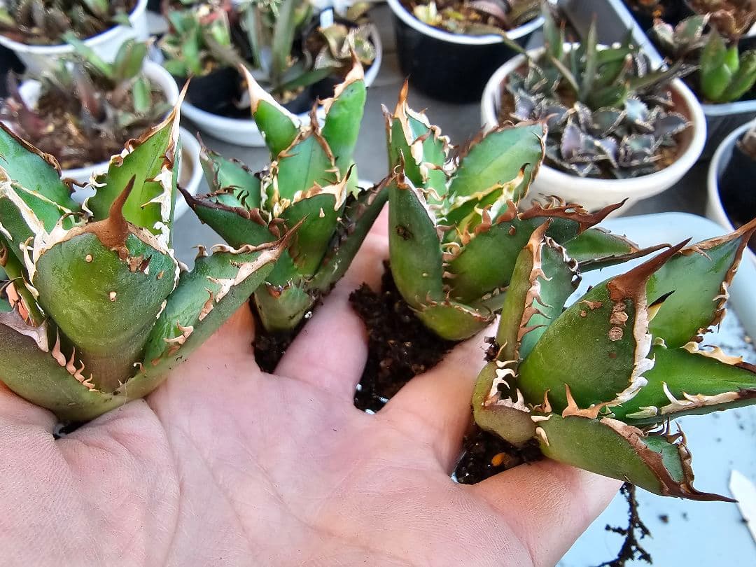 ゴリ猫、地獄猫5苗セット 根付き苗 台湾産正規品 アガベ ブツブツ 裏トゲ多め