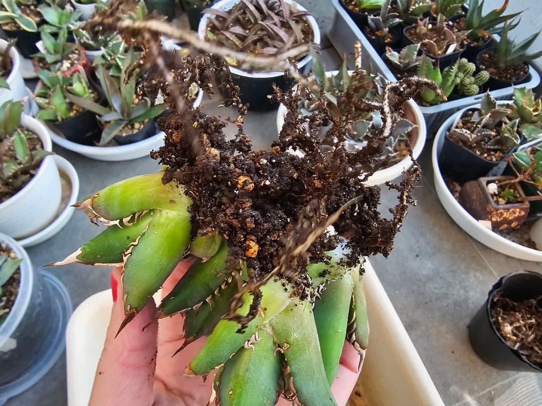 ゴリ猫、地獄猫5苗セット 根付き苗 台湾産正規品 アガベ ブツブツ 裏トゲ多め