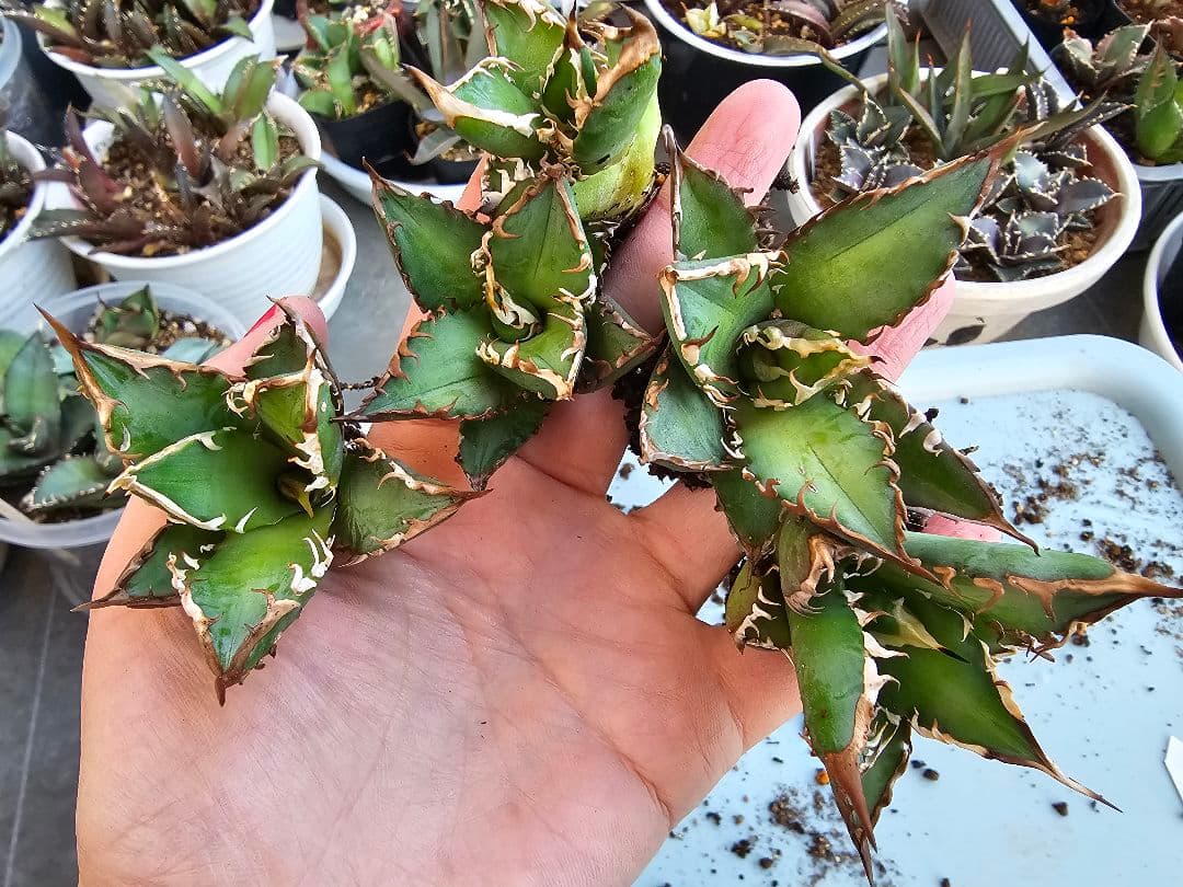 ゴリ猫、地獄猫5苗セット 根付き苗 台湾産正規品 アガベ ブツブツ 裏トゲ多め