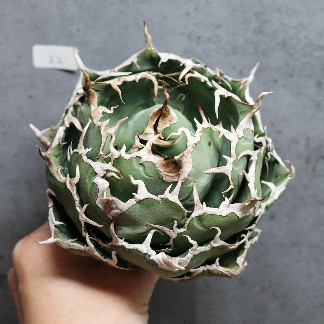 アガベ　チタノタ　オテロイ　白鯨　ワイド　太鋸歯　大株　22