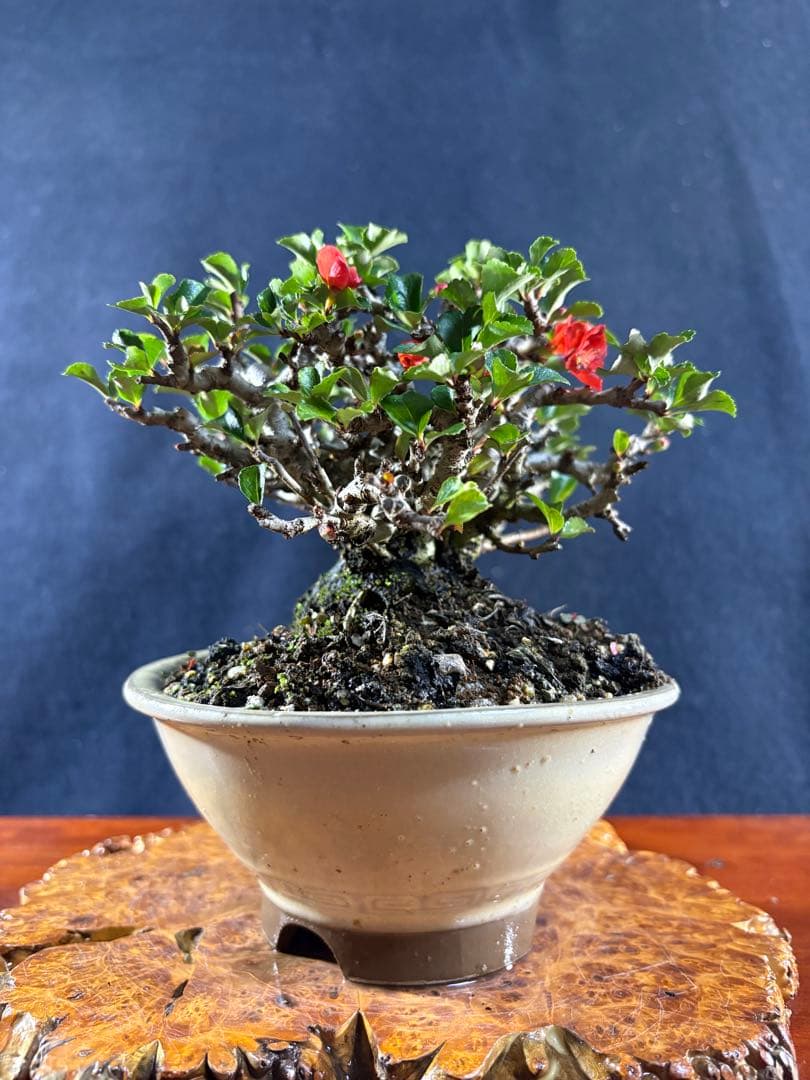 小品盆栽、長寿梅、株立ち作り、花、花芽付き 目立った傷や汚れなし