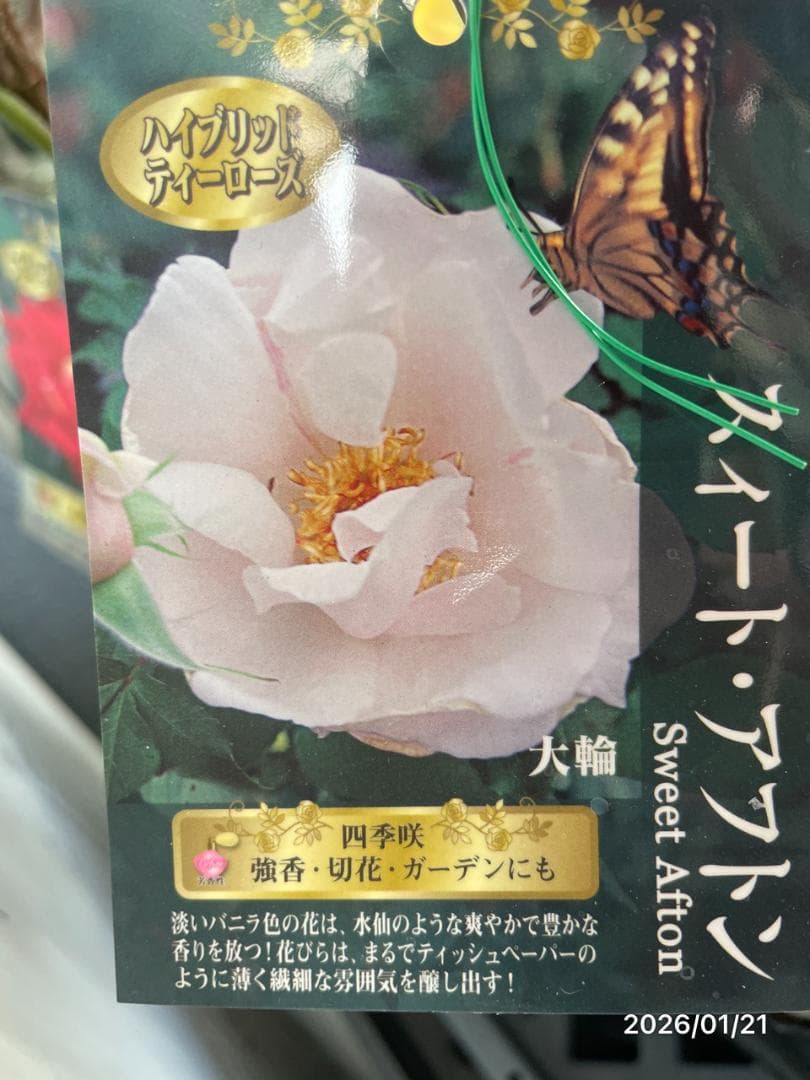 四季咲き　　バラ　　14株