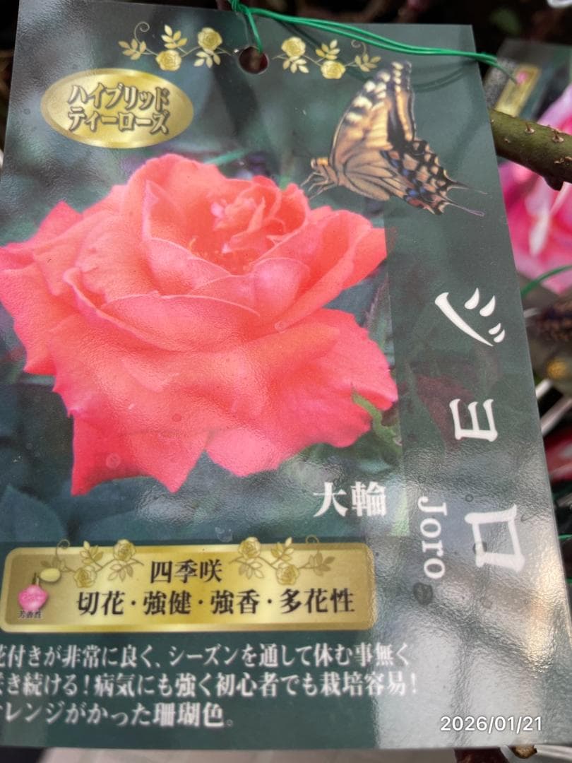 四季咲き　　バラ　　14株