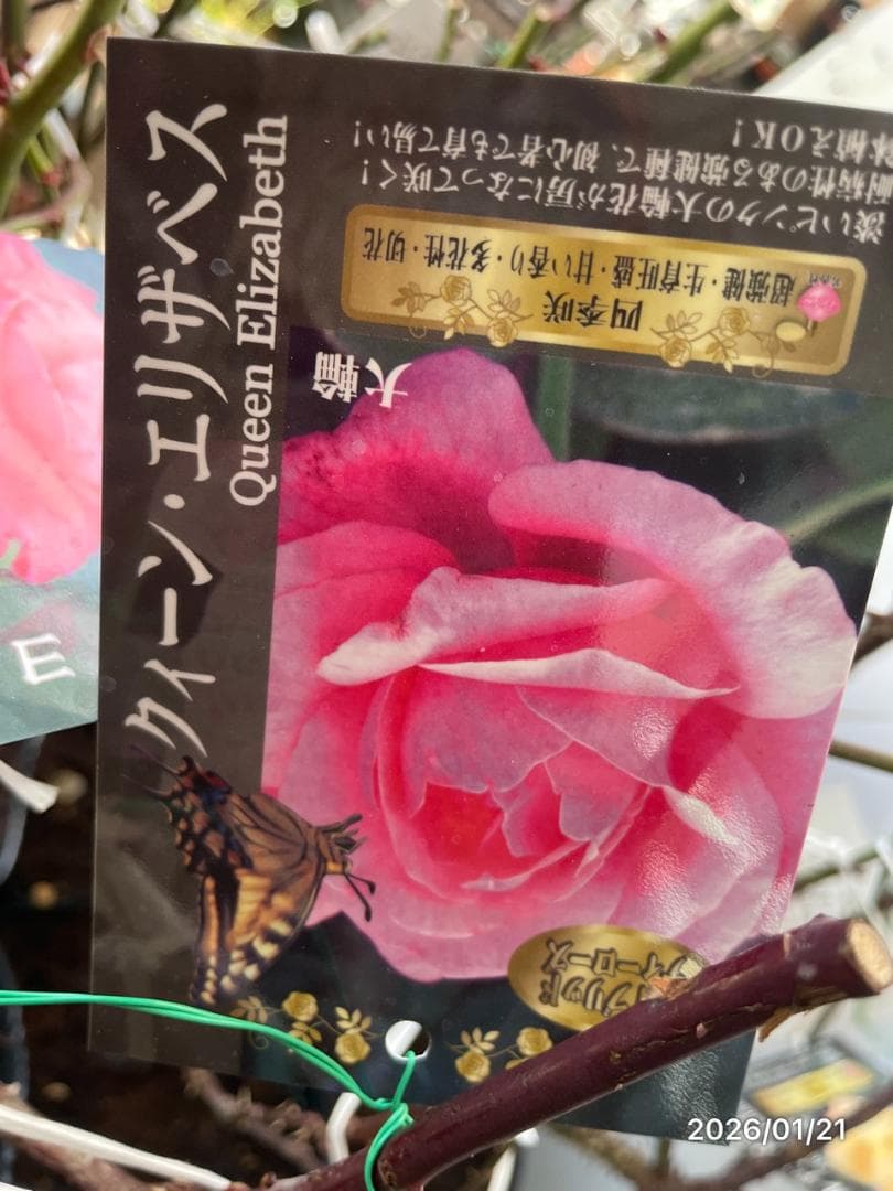 四季咲き　　バラ　　14株