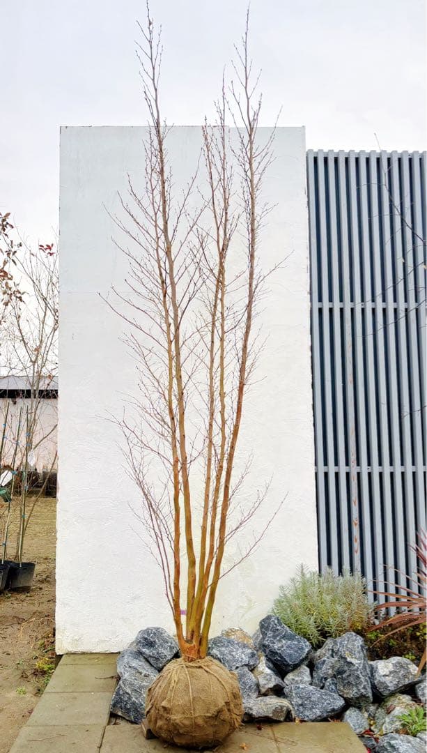 絶品黄金幹。ヒメシャラ切り戻し本株立ち3.0M(鉢底から)品番B