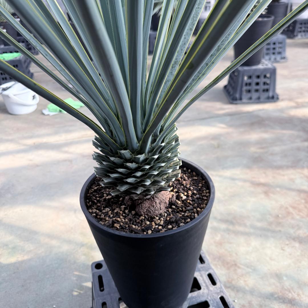 【AL1182】ユッカ　リギダ