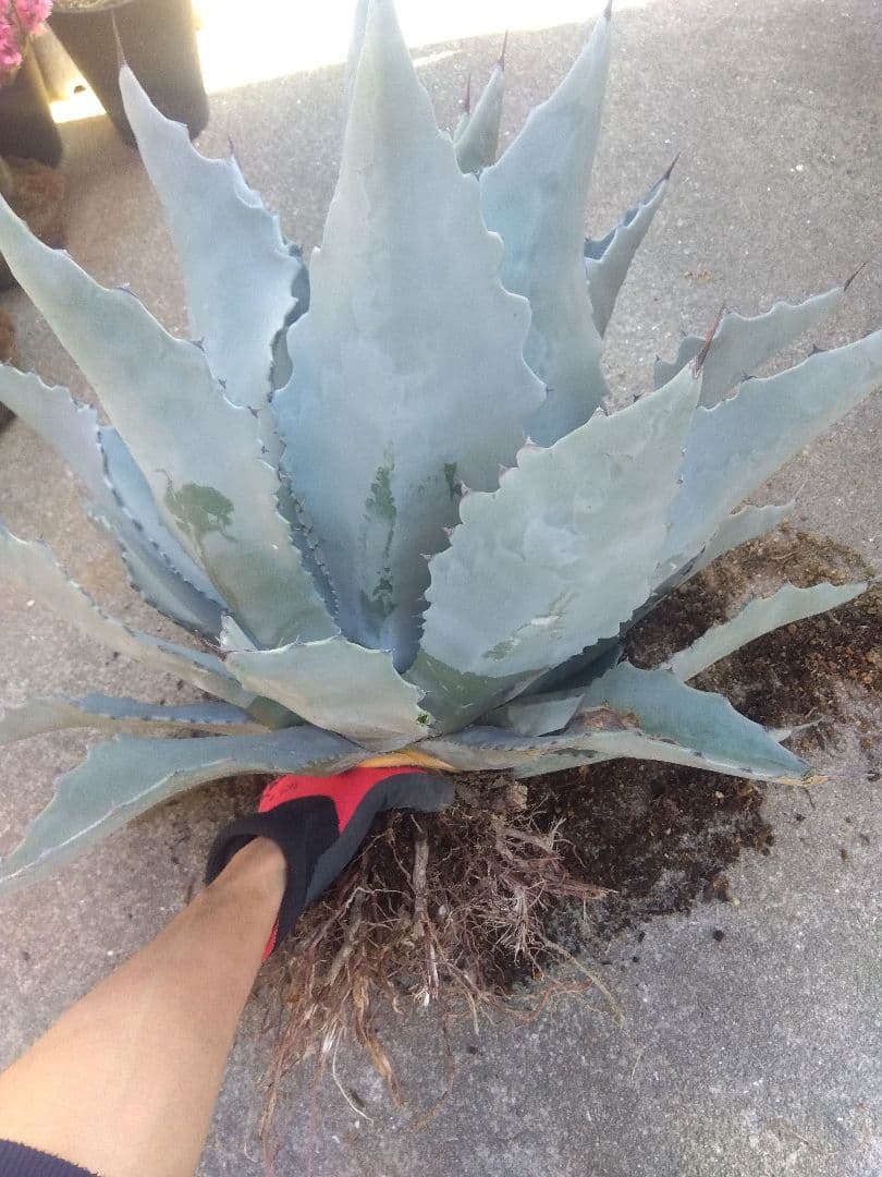 アガベ　テマカプリネンシス　選抜個体　超大株70センチ❗超特大親株❗